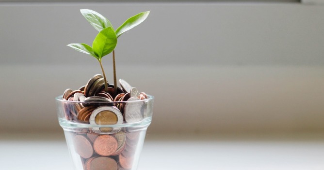 plant with coins in the pot
